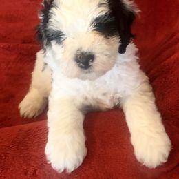 Bernedoodle Puppies from Hilary’s Doodle Ranch