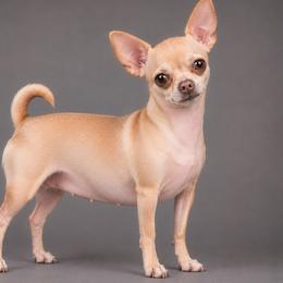 ChiChi - Chihuahua