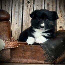 Joey - Black and tan male American Corgi puppy in Los Lunas, New Mexico from Blue Diamond Welsh corgis