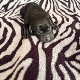 Puddles - Black female Labrador Retriever puppy in Richfield, Utah from Stormy River Retrievers
