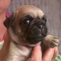 Roz - Fawn female Pug puppy in Morgantown, West Virginia from Groovy Pugs