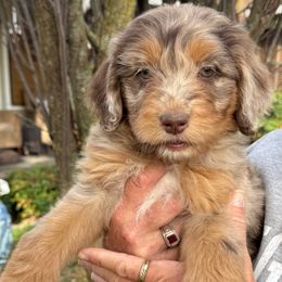 Coraline - female Aussiedoodle puppy in Grove, Oklahoma from Dollface Aussies