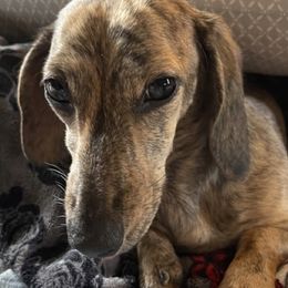 Dixie Doodle - Dachshund