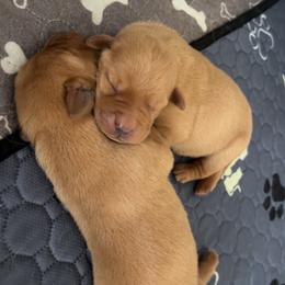Girl 1 - Yellow female Labrador Retriever puppy in Denton, Maryland from Amber's Labrador Retrievers