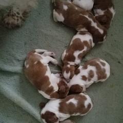 Welsh Springer Spaniel Puppies from Fireside Welsh Springer Spaniels