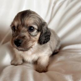 Werther - Cream male Dachshund puppy in San Diego, California from Enchantables