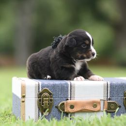 Bullet - Blue merle male Miniature Australian Shepherd puppy in White Oak, Texas from Triple Lake Ranch Miniature Australian Shepherds