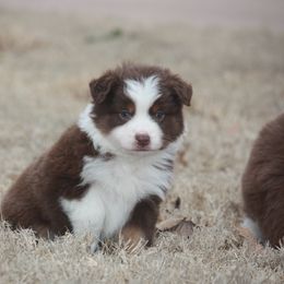 Australian Shepherd Puppies from Rockin Rafter L Aussies