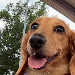 Marie - Dachshund