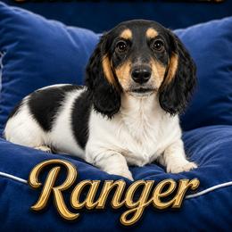 Ranger - Black male Dachshund puppy in Austin, Texas from Glorious Minis