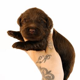 Alibi - Chocolate male Australian Labradoodle puppy in Valley Springs, California from Blue Denim Doodles