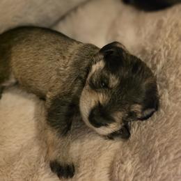 Bella - Salt and pepper female Miniature Schnauzer puppy in Long Prairie, Minnesota from Dorie's Mini Schnauzers