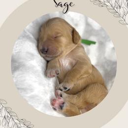 Sage - Apricot male Goldendoodle puppy in Asheboro, North Carolina from Magnolia Farm Doodles