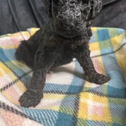 Brown - Goldendoodle puppy from Mount Doodles