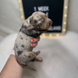 Capri - Dapple female Dachshund puppy in Dickinson, Texas from Beth’s Doxieland