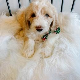 Butterball - Fawn and white male Sheepadoodle puppy in Republic, Missouri from DOOD & Co