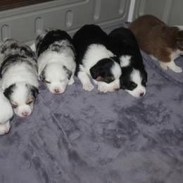 Miniature American Shepherd puppies from Red Moon Mini Aussies