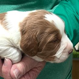 Pink boy 4 - Orange and white male Brittany puppy in Floyd Knobs, Indiana from Cross Creek Brittanys