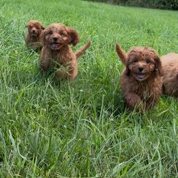 Cavapoo Puppies from Driftwood Acres