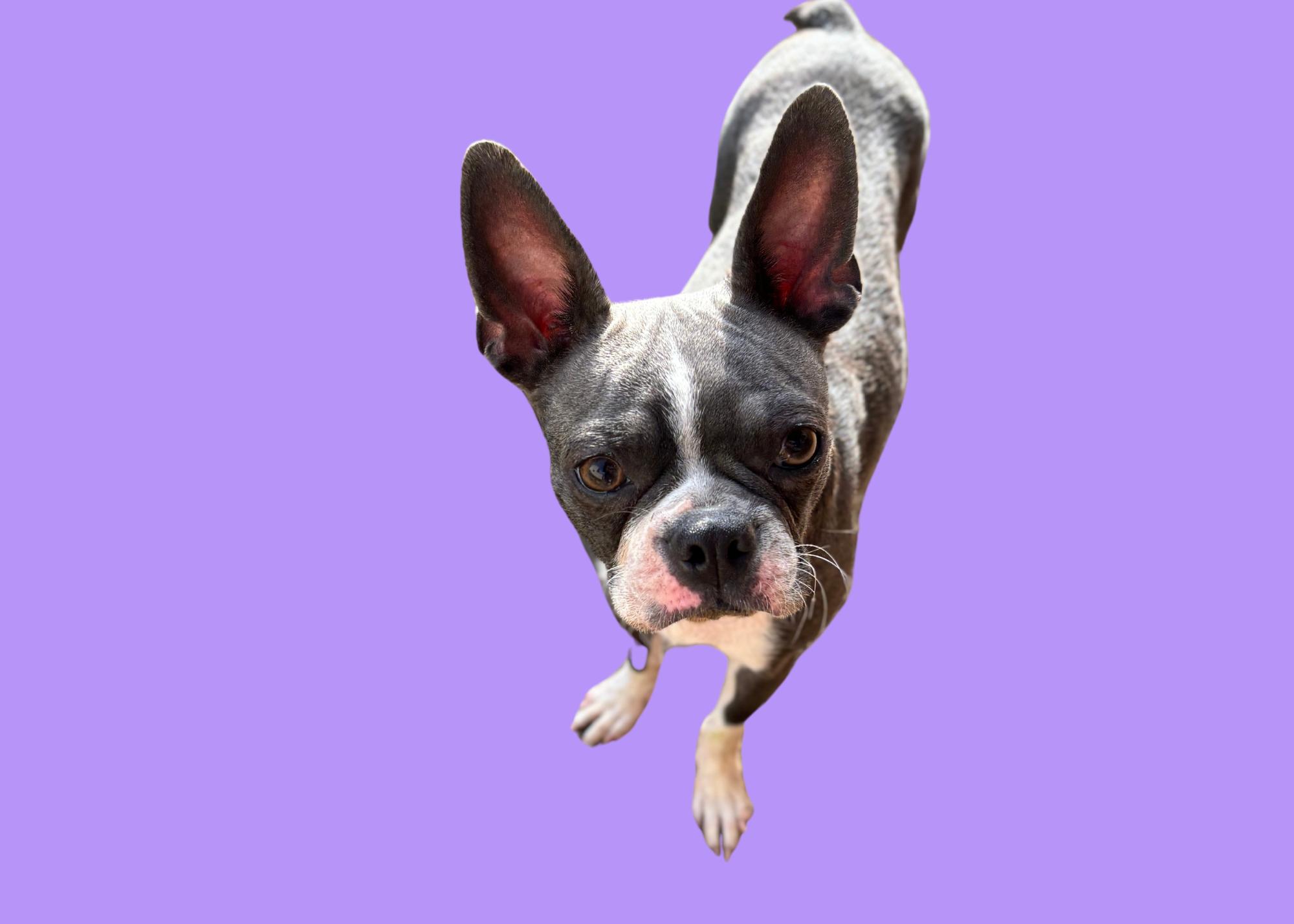 Bluey