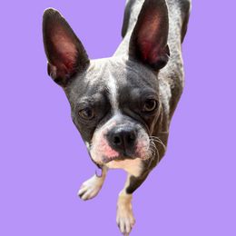 Bluey - Boston Terrier