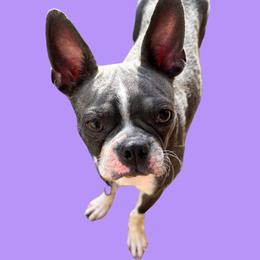 Bluey - Boston Terrier