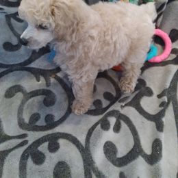 Poodle Puppies from Precious Poodle Babies