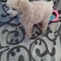 Poodle Puppies from Precious Poodle Babies