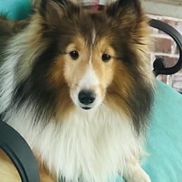 Lanie - Toy Shetland Sheepdog