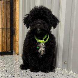 Boy 1 - Black male Cavapoo puppy in Wesson, Mississippi from Southern Country Doodles