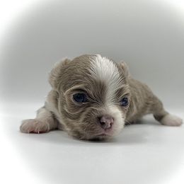 Mei - Blue and white female Chihuahua puppy in Silver Summit, Utah from Snow Peak Kennel
