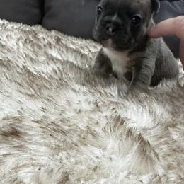 French Bulldog Puppies from 4T Ranch