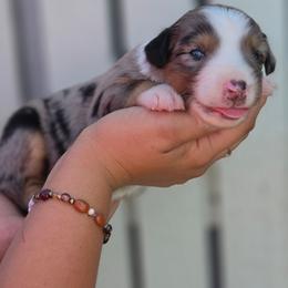 Cowboy - Blue merle male Miniature Australian Shepherd puppy in Lithia, Florida from Waterford Doodle Farm
