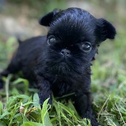 Girl 1 - Black Brussels Griffon puppy in Elkland, Missouri from Hawk Pond Brussels Griffon