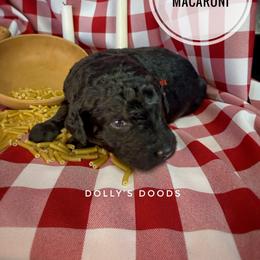 Macaroni - Black male Goldendoodle puppy in Harrisburg, Oregon from Dolly’s Doods