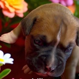 Boxer puppies from Black Dymond Boxers