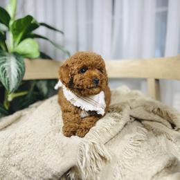 Orchard - Red  male Goldendoodle puppy in Elizabethtown, Kentucky from Reddy Poodles & Doodles