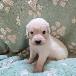 Boy 4 - Light golden male Golden Retriever puppy in Savannah, Georgia from Golden Point Retrievers