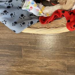 Goldendoodle Puppies from Cottage Companion Doodles