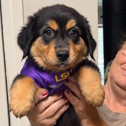 Luna - Black tri female Miniature Australian Shepherd puppy in Luling, Texas from Little Wood Toy and Mini Aussies