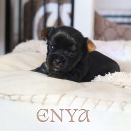 Enya - Black and tan female Yorkshire Terrier puppy in Red Boiling Springs, Tennessee from Pendragon Yorkies