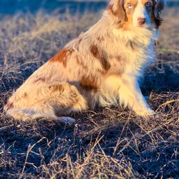 Valentine - Miniature Australian Shepherd