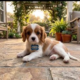 Bernard - Blenheim male Cavalier King Charles Spaniel puppy in Pennsylvania from Julie's Cavalier King Charles Spaniels