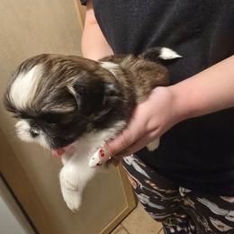 Boy 1 - Tricolor male Shih Tzu puppy in Norris City, Illinois from Dainty and Darling Shih Tzu