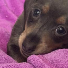 AKC - Skye De Blue - Blue and cream female Dachshund puppy in Bakersfield, California from De Blue Dachshunds