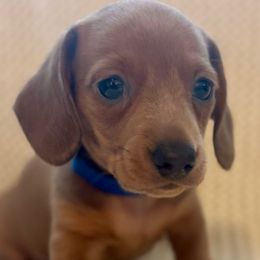 Hudson Wade - Sable male Dachshund puppy in Chesterfield, Virginia from Dachshund’s of Elko Farms