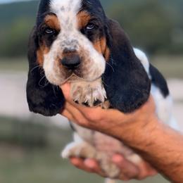 MC 56 - Black brown and white male Basset Hound puppy in Conway, Missouri from Ozark Mountain Kennel