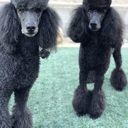Poodle Puppies from Linden Poodles