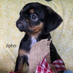 John - Black and tan male Brussels Griffon puppy in Independence, Kansas from Sunflower Brussels Griffon