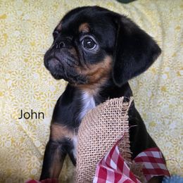 John - Black and tan male Brussels Griffon puppy in Independence, Kansas from Sunflower Brussels Griffon